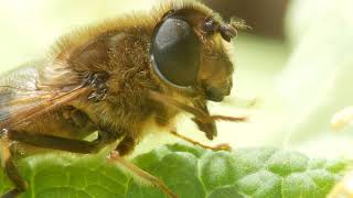 Hoverfly Pinhoe April 2021