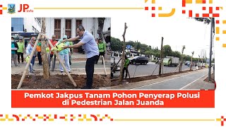 Berapa kisaran harga kojo plant
