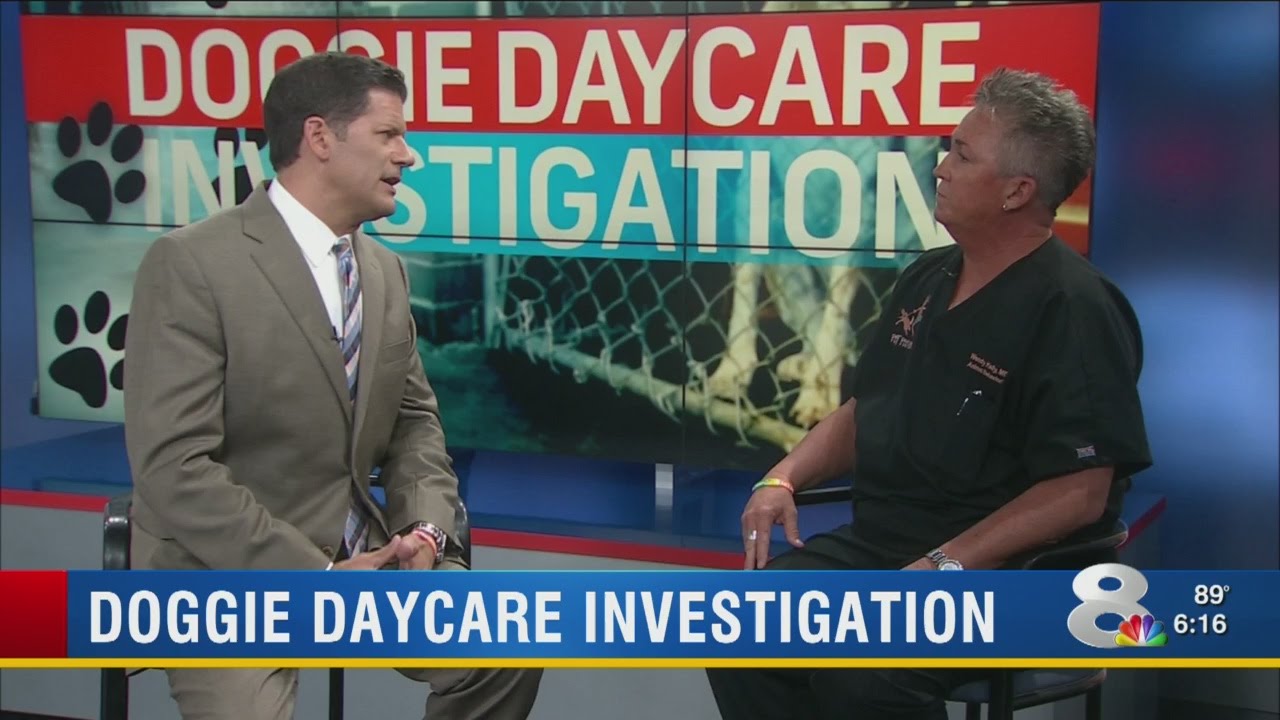 Choosing the right doggie daycare in wake of Lucky Dog tragedy in Tampa