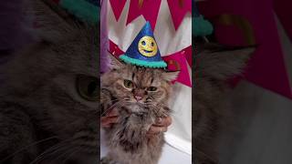 DIY birthday cap for Kitty 🥳 #diy #birthdaycap #craft #ideas #youtubeshorts #shorts