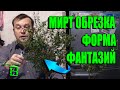 ОБРЕЗКА МИРТА В ДОМАШНИХ УСЛОВИЯХ ЛЕГКО. МИРТ ФОРМИРОВКА. ЭКЗОТИКА НА ПОДОКОННИКЕ