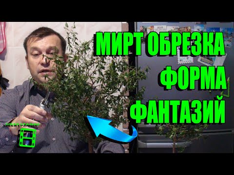 Как подрезать миртовое дерево в домашних условиях