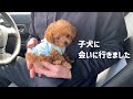 【ご報告】ブリーダーさん宅訪問、探し求めてた極小マイクロティーカップの子犬くんに会いに行きました！