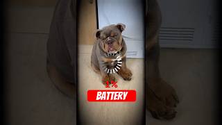 Top 3 Lazy Dog Breeds (Wait for #1!) 😴#dogshorts #lazydogs #funnyanimals