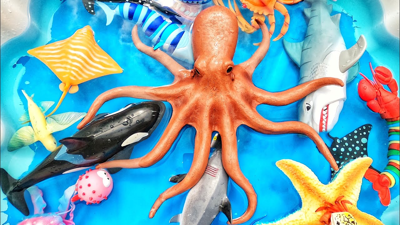 Learn Sea Animal Names & Facts for Babies, Toddlers, Preschoolers, Kids ...