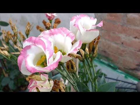 Video: Come Seminare L'eustoma In Inverno - Una Capricciosa Rosa Irlandese