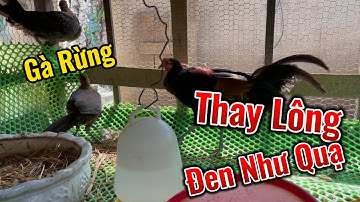 Gà Rừng Thay Lông Đen Như Quạ, Lần Đầu Tiên Ngắm Hoàng Hôn Ngoài Quảng Trường - HVL