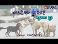 Voice of Stray Dogs | Special Program | 18.05.2024 | 9:30PM | DD Chandana