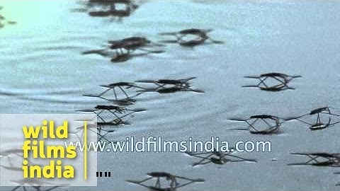 Water skater insects utilize surface tension to walk on water!