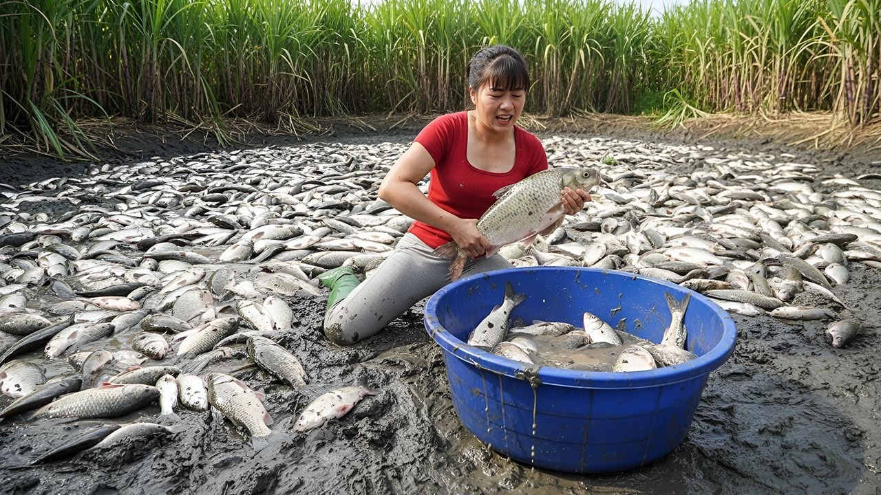 TIMELAPSE — Harvesting Tons of Fish From Mud Pond | Go to Market & Cook Fresh Fish