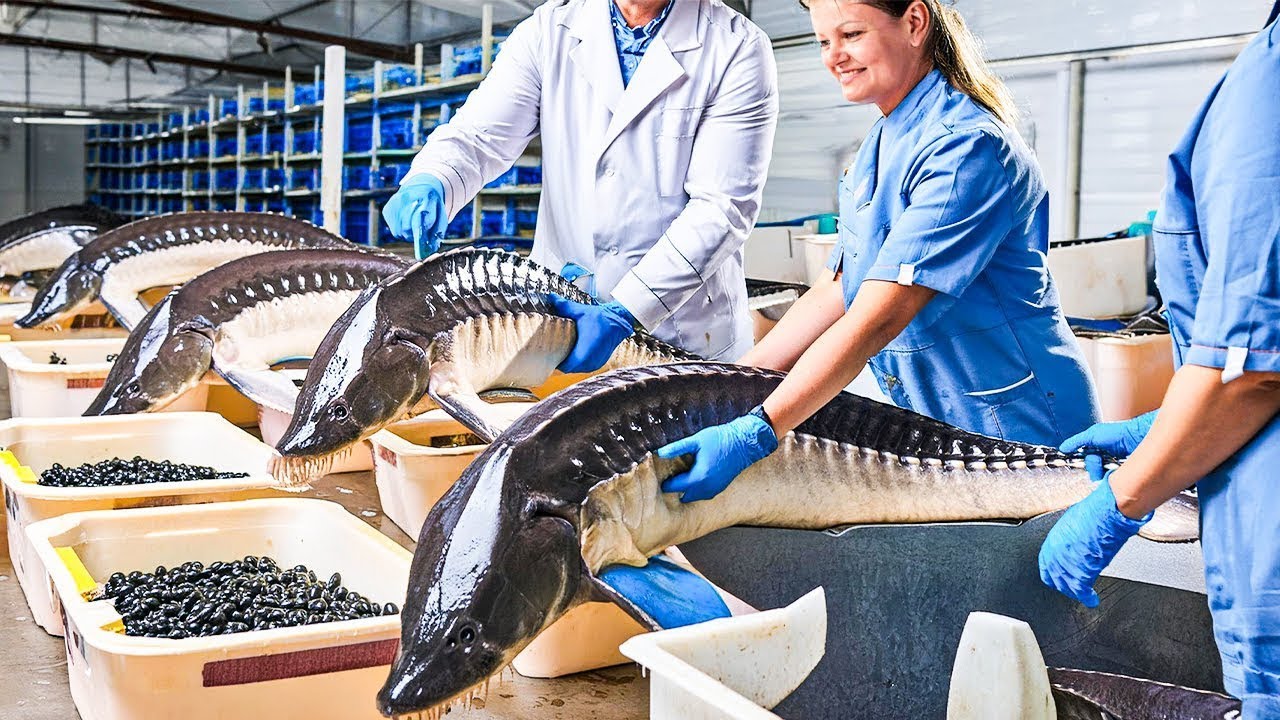 Sturgeon Caviar Farm   How China Farmer Raised Millions Sturgeon    Sturgeon Caviar Processing