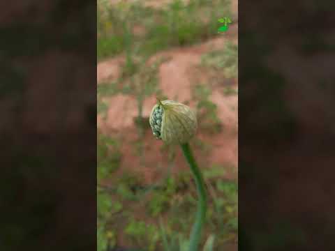 شاهد كيف الحصول على بذور البصل