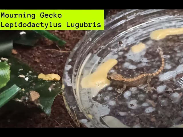 Mouring Gecko Basics & More *το μικρότερο, ευκολότερο γκεκο που γίνεται κοινόβιο* | Feeders Strs 85