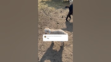 @FayeAdventure here’s your lil girl to name! Once a goat is named it cannot change! #babynames