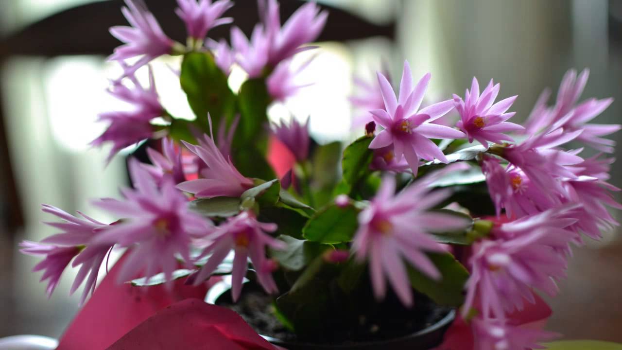 Easter Cactus Time Lapse 