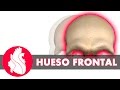 [3D] Osteología craneal - Frontal