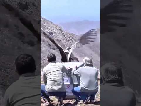 نسر ضخم يذوق الحرية لأول مرة نسر حيوان نسر طائر  