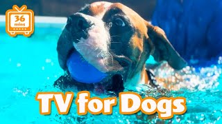 Rescue Dogs Have Best Day Ever Playing in World’s Biggest Dog Swimming Pool
