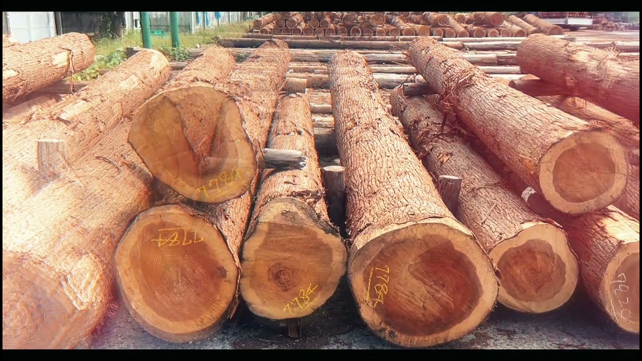 木ってこんなに面白い」を伝えたい。JAPAN WOOD PROJECTの未来につなぐ