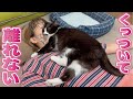 距離感がバグりすぎている赤ちゃんみたいな甘えん坊猫