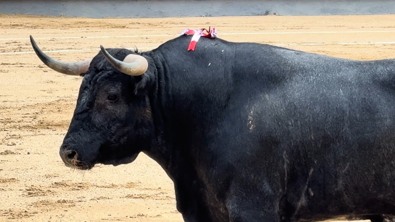 Salida 1º toro de JOSÉ ESCOLAR: 
