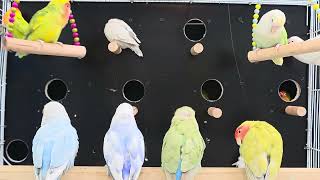 How Love Birds Choose Their Perfect Nest Box | Agapornis Pair Bonding