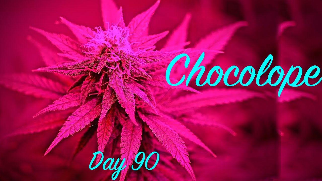 Flowering Day90 || Chocolope
