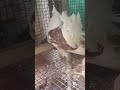 Indian Fantail pigeon shield variety