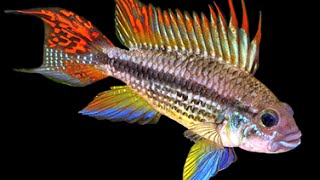 A. Cacatuoides Cockatoo Cichlid Breeding Setup