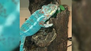 A Chameleon Having A Sip 😍