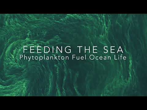 Feeding the Sea: Phytoplankton Fuel Ocean Life