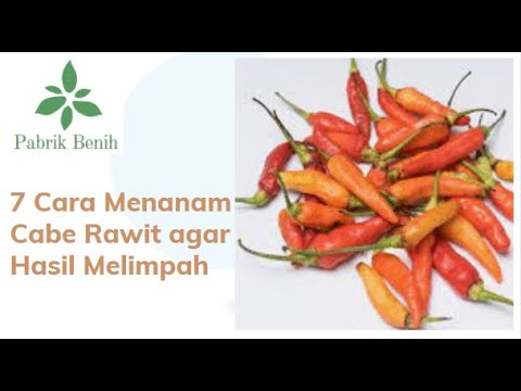 7 Cara Menam Cabe Rawit agar Hasil Melimpah 