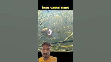 ikan gabus mendekati umpan ketika mancingdirawa#ikangabus#mancing#rawa#fishing#underwater