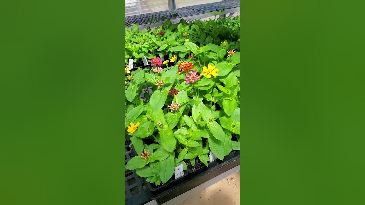 Sutherlin FFA Plant Sale Sneak Peek Tour April 13, 2020 YouTube
