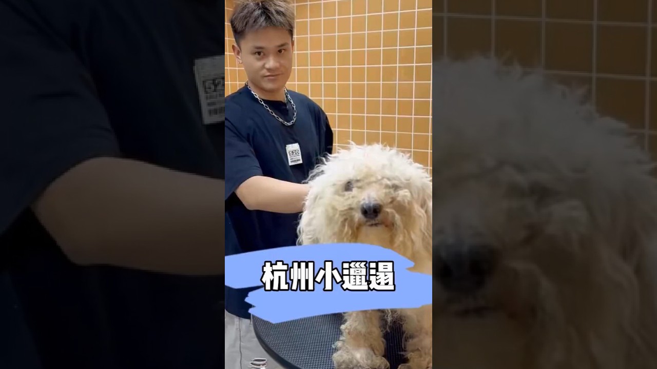 杭州小邋遢。剪毛后狗狗的惊人变化！