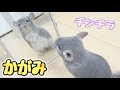 初めて鏡をみたチンチラの赤ちゃんはどんな反応？