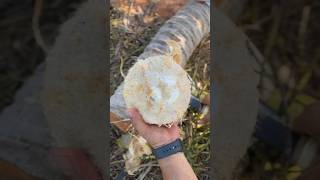 How to husk a coconut. #knifeskills #coconut #coconutwater #shortsvideo #youtubeshort