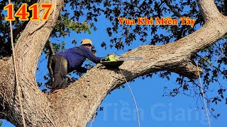 Vua Khỉ Miền Tây đã cưa xong cây Còng khủng ở Miếu Bà Chúa Xứ ra sao ? (4/4) Cutting tree by Hai Lúa Tiền Giang 12,115 views 3 weeks ago 31 minutes