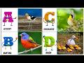 ABC Flying Birds Sounds 807TH1 | Nursery Rhyme for Kids | Koko Study Class