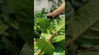 আমার কাছে যে পুঁইশাকের মূল্য অনেক#shortsvideo #vegetables #rooftopgarden #motivation #foryou