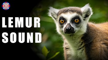 LEMUR SOUND – ANIMAL SOUNDS – sound effects