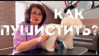 картинка: Шерсть Бишон фризе: твой главный кошмар или преимущество? Как правильно сушить и вычесывать Бишона.