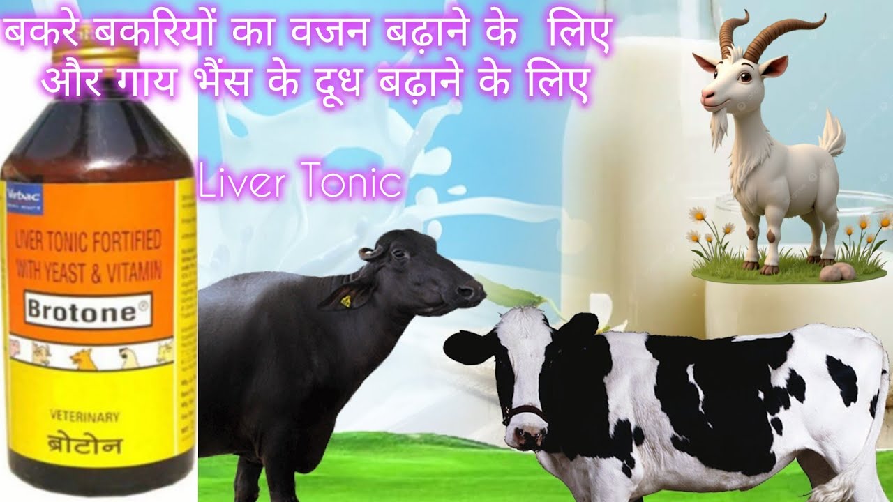 Brotone vet Liver Tonic For 