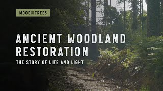 Ancient Woodland Restoration - A story of life and light.