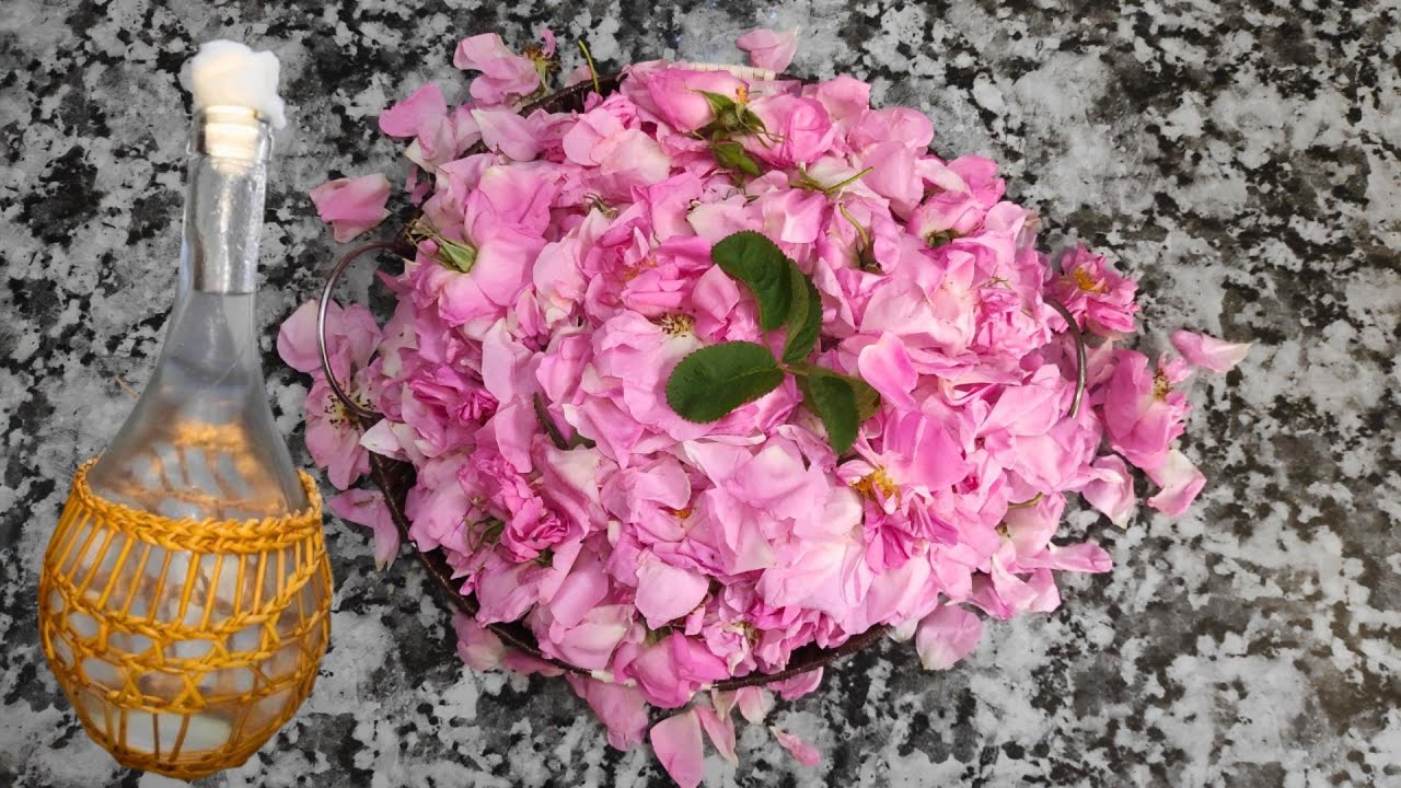 تقطير ماء الورد في المنزل