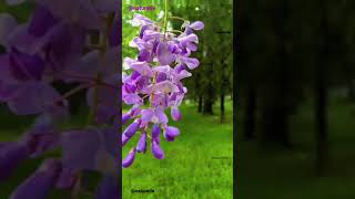 Beautiful flowering plant wisteria sinensis