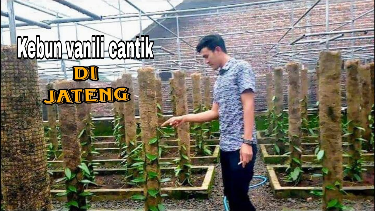 Kebun vanili modern, kebun cantik dari jateng
