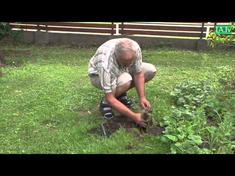 Video: Kā tikt galā ar kurmjiem dārzā. Padoms