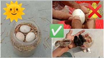 How to hatch eggs at home without incubator - incubator plastic box help sunlight 100% result