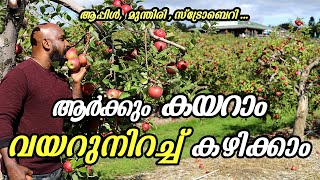 ലാഭം കൊയ്യുന്ന കോർപ്പറേറ്റ് ഫാമുകൾ | apple, grapes farms with different marketing strategy.